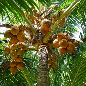 coconut oil
