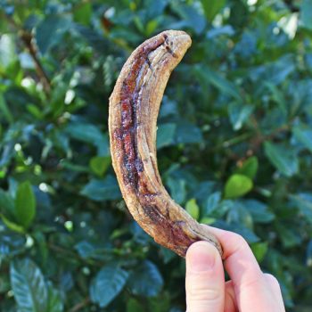 dried banana